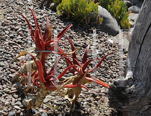 Picture of Aloe cameronii 