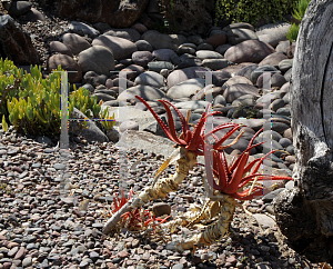 Picture of Aloe cameronii 