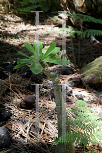 Picture of Brighamia insignis 