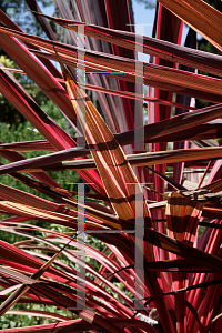 Picture of Cordyline banksii 'Sprilecpink (Electric Pink)'