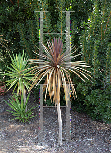 Picture of Cordyline australis 'Red Star'