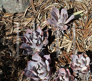 Picture of Echeveria  'Afterglow'