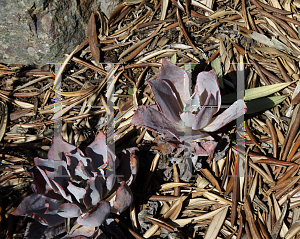 Picture of Echeveria  'Afterglow'