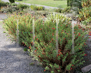 Picture of Epilobium canum ssp. latifolium 