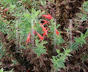 Picture of Epilobium canum ssp. latifolium 