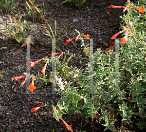 Picture of Epilobium canum ssp. latifolium 