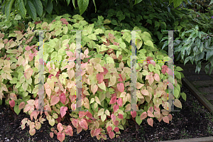 Picture of Epimedium grandiflorum 'Rose Queen'