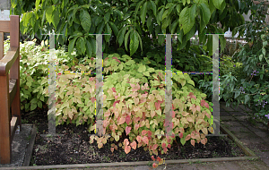 Picture of Epimedium grandiflorum 'Rose Queen'