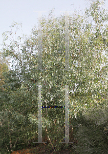 Picture of Eucalyptus rodwayi 