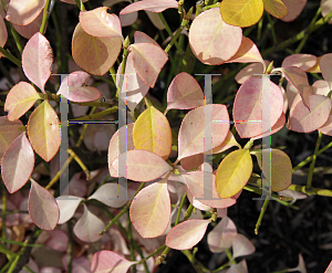 Picture of Euonymus kiautschovicus 'Manhattan'