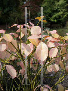 Picture of Euonymus kiautschovicus 'Manhattan'