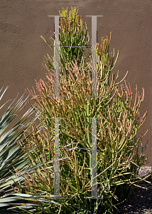 Picture of Euphorbia tirucalli 'Sticks on Fire'