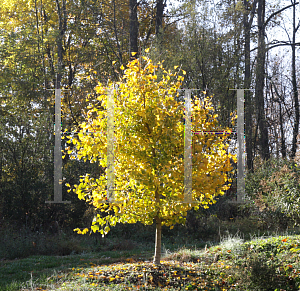 Picture of Ginkgo biloba 'Golden Globe'