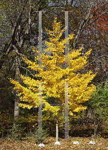 Picture of Ginkgo biloba 