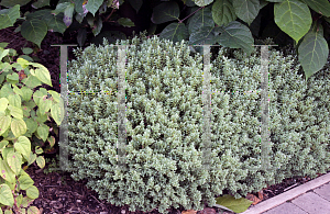 Picture of Hebe pinguifolia 'Sutherlandii'