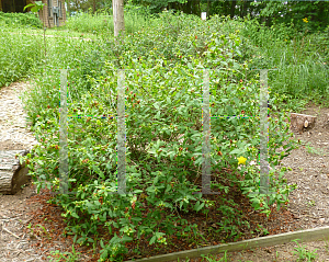 Picture of Hypericum densiflorum 