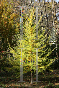 Picture of Larix laricina 