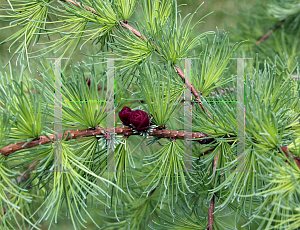 Picture of Larix laricina 