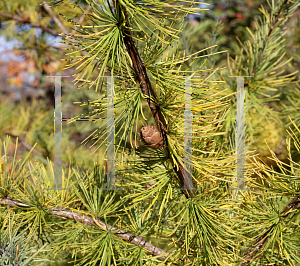 Picture of Larix laricina 