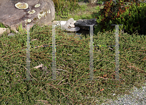 Picture of Leptospermum rupestre 