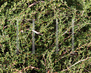 Picture of Leptospermum rupestre 