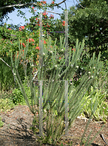 Picture of Leucadendron linifolium 