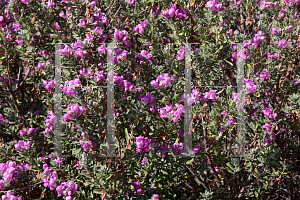 Picture of Leucophyllum frutescens 'Green Cloud'