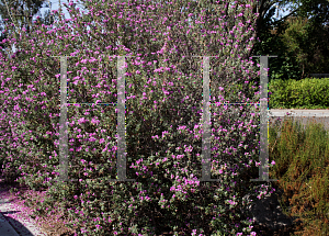 Picture of Leucophyllum frutescens 'Green Cloud'