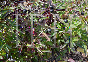 Picture of Ligustrum vulgare 'Lodense'