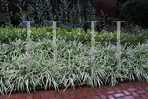 Picture of Liriope muscari 'Variegata'