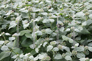 Picture of Pycnanthemum muticum 