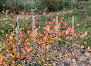 Picture of Spiraea x vanhouttei 'Renaissance'