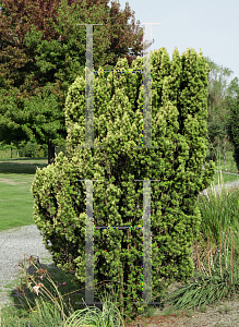 Picture of Taxus baccata 'Standishii'