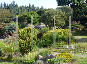 Picture of Taxus baccata 'Standishii'