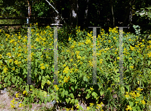 Picture of Verbesina alternifolia 