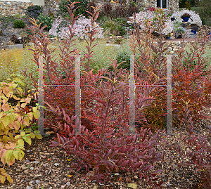 Picture of Lindera glauca salicifolius 