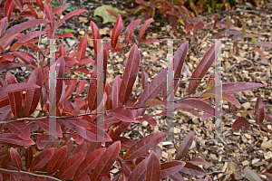 Picture of Lindera glauca salicifolius 