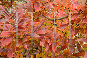 Picture of Lindera glauca salicifolius 