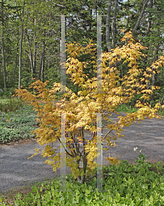 Picture of Acer palmatum 'Orange Dream'