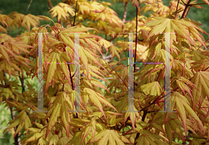 Picture of Acer palmatum 'Orange Dream'