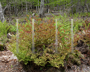 Picture of Osmunda regalis var. spectabilis 