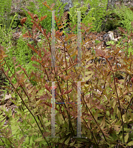 Picture of Osmunda regalis var. spectabilis 