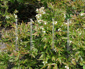 Picture of Vaccinium angustifolium 