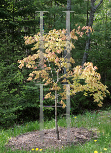 Picture of Acer shirasawanum 'Autumn Moon'