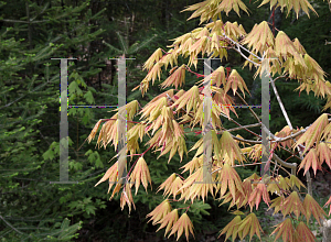 Picture of Acer shirasawanum 'Autumn Moon'