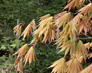 Picture of Acer shirasawanum 'Autumn Moon'