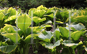 Picture of Hosta fluctuans 'Sagae'