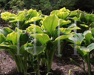 Picture of Hosta fluctuans 'Sagae'