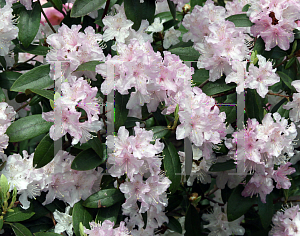 Picture of Rhododendron (subgenus Azalea) 'Windbeam'