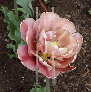 Picture of Tulipa  'La Belle Epoque'